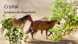  Presentation with horse child - Audience pleasing presentation theme consisting of horse herd run on pasture backdrop and a soft green colored foreground