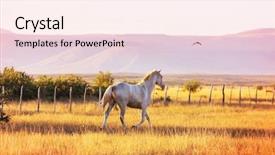  Presentation with chile - Beautiful presentation design featuring herding - horse herd run on pasture backdrop and a lemonade colored foreground