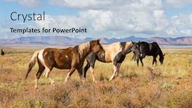  Presentation with chile - Presentation theme featuring horse herd run on pasture in chile south america background and a light blue colored foreground