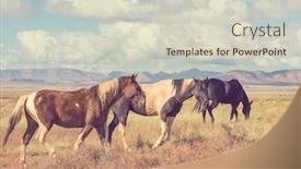  Presentation with chile - Presentation featuring horse herd run on pasture in chile south america background and a soft green colored foreground