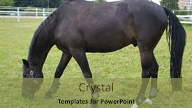  Presentation with horse riding - 