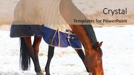  Presentation with weather disturbance - Audience pleasing PPT layouts consisting of horse in dress for cold backdrop and a coral colored foreground