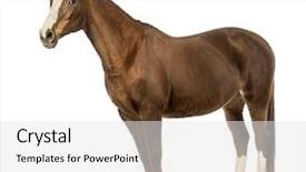  Presentation with horse teen - Audience pleasing slide set consisting of horse in front of white backdrop and a white colored foreground