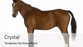  Presentation with white horse - Beautiful presentation featuring horse in front of a white background backdrop and a white colored foreground