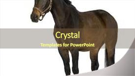  Presentation with white horse - Audience pleasing presentation theme consisting of horse in front of a white background backdrop and a tawny brown colored foreground