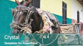  Presentation with granada - Beautiful theme featuring horse in granada nicaragua backdrop and a teal colored foreground