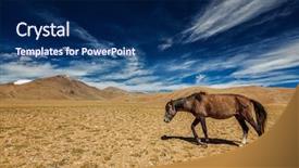  Presentation with ladakh - PPT layouts with horse in himalayas ladakh india background and a  colored foreground