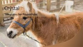  Presentation with pasture - Colorful PPT theme enhanced with horse in pasture backdrop and a coral colored foreground