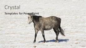  Presentation with pasture - Presentation design featuring horse-in-snow-covered-pasture background and a light gray colored foreground