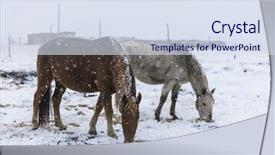  Presentation with horse - Presentation theme featuring horse in snow winter tiebet background and a  colored foreground