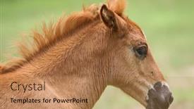  Presentation with farm - Colorful presentation theme enhanced with horse-in-the-farm backdrop and a coral colored foreground