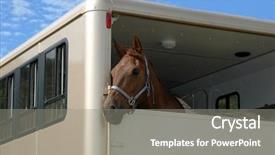  Presentation with horse therapy - Colorful presentation theme enhanced with horse in the trailer backdrop and a gray colored foreground