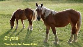  Presentation with horse - Audience pleasing slides consisting of horse-landscape-in-the-green backdrop and a  colored foreground