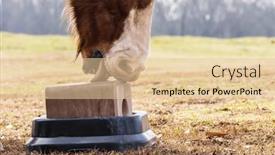  Presentation with pasture - Presentation theme consisting of horse-licks-and-bites background and a lemonade colored foreground