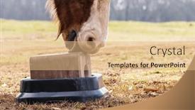  Presentation with pasture - Slides enhanced with horse-licks-and-bites background and a coral colored foreground