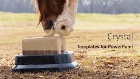 Presentation with pasture - Slide deck consisting of horse-licks-and-bites background and a lemonade colored foreground