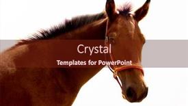  Presentation with white horse - Cool new presentation theme with horse on a white background backdrop and a tawny brown colored foreground