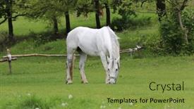  Presentation with pasture - PPT theme having horse-on-green-pasture background and a seafoam green colored foreground