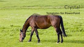  Presentation with horse - Audience pleasing PPT theme consisting of horse-on-meadow-friesland-netherlands backdrop and a yellow colored foreground