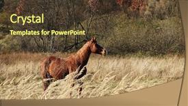  Presentation with pasture - Theme having horse on pasture in carpathian background and a tawny brown colored foreground