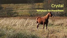  Presentation with pasture - Audience pleasing slide deck consisting of horse on pasture in carpathian backdrop and a tawny brown colored foreground