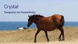  Presentation with ocean - Presentation theme featuring horse-on-the-beach background and a light blue colored foreground