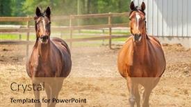  Presentation with british columbia canada - Amazing presentation design having horse-on-the-farm backdrop and a coral colored foreground