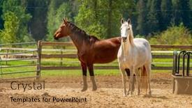  Presentation with british columbia canada - Beautiful slide set featuring horse-on-the-farm backdrop and a coral colored foreground