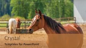  Presentation with british columbia canada - Presentation design with horse-on-the-farm background and a gold colored foreground