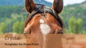  Presentation with british columbia - Colorful presentation theme enhanced with horse-on-the-farm backdrop and a coral colored foreground