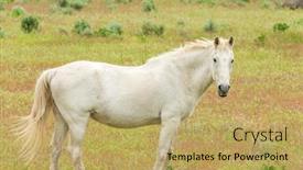  Presentation with british columbia - PPT theme featuring horse-on-the-farm background and a yellow colored foreground