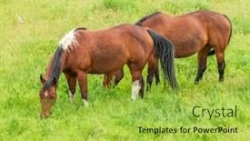  Presentation with british columbia canada - Cool new PPT layouts with horse-on-the-farm backdrop and a yellow colored foreground