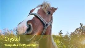  Presentation with portrait of a horse - Amazing PPT theme having horse portrait funny mammal scene backdrop and a tawny brown colored foreground