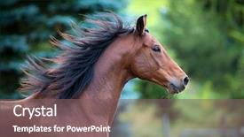  Presentation with horse racing portrait - Audience pleasing theme consisting of horse portrait on green background backdrop and a violet colored foreground