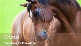  Presentation with horse - Cool new presentation theme with horse portrait outside in field backdrop and a coral colored foreground