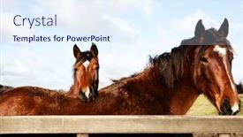  Presentation with horse head - Audience pleasing slide deck consisting of horse-rest-it-head backdrop and a sky blue colored foreground