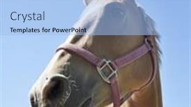  Presentation with horse head - Amazing slides having horse-s-head-profile backdrop and a light blue colored foreground