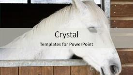  Presentation with horse - PPT theme having horse stable background and a light gray colored foreground