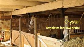  Presentation with horse - Presentation theme consisting of horse stables with wooden doors background and a tawny brown colored foreground
