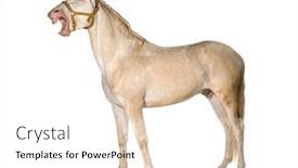  Presentation with white horse - Presentation theme consisting of horse-wearing-a-harness-mouth background and a white colored foreground
