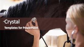  Presentation with vet - Slide deck having horse while working in stable background and a tawny brown colored foreground