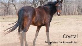  Presentation with pasture - Audience pleasing PPT theme consisting of horse with long winter coat looking at the viewer in a dry winter pasture backdrop and a lemonade colored foreground