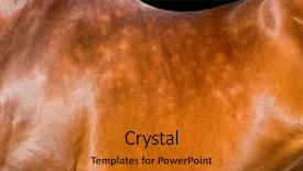  Presentation with body - Slide set featuring horseback isolated animal body part background and a  colored foreground