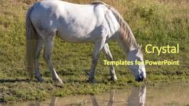 Presentation with white horse - Beautiful PPT theme featuring horsefree - beautiful white horse drinking backdrop and a tawny brown colored foreground