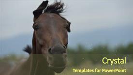  Presentation with horse in field - Slides having horsefree - horse farm animal group background and a  colored foreground