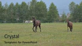 Presentation with horse in field - PPT layouts enhanced with horsefree - horse farm animal group background and a  colored foreground