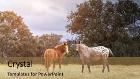  Presentation with horses - Audience pleasing PPT theme consisting of horsefree - two beautiful horses backdrop and a coral colored foreground