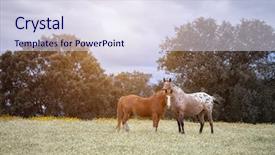  Presentation with horses - Slide set with horsefree - two beautiful horses background and a sky blue colored foreground