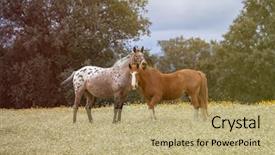  Presentation with horses - PPT theme having horsefree - two beautiful horses background and a coral colored foreground