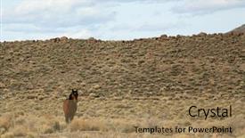  Presentation with wild horse - Presentation design featuring horsefree - wild horse runs free somewhere background and a coral colored foreground